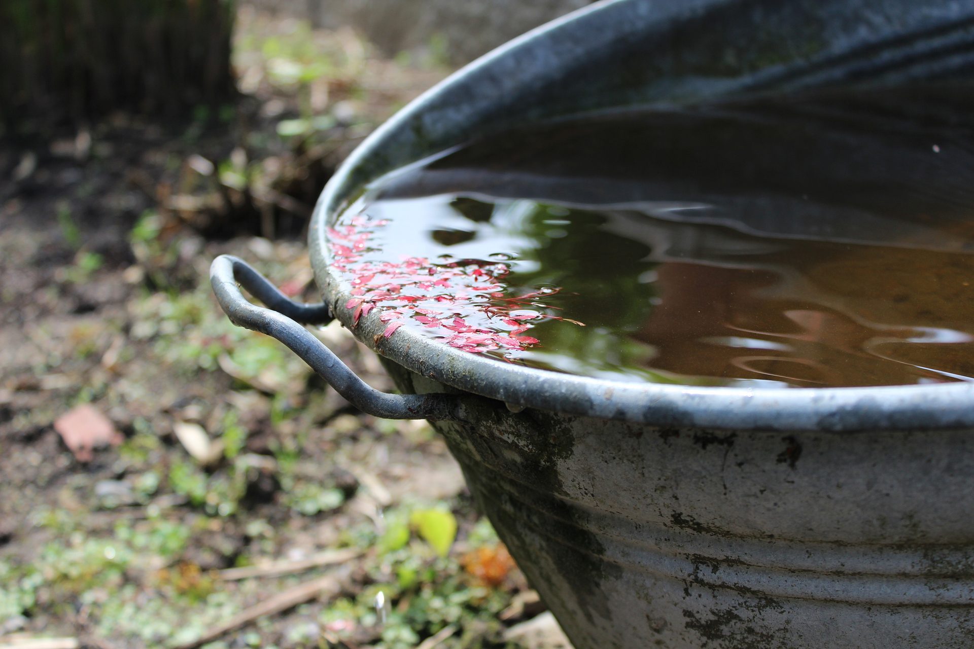 Rainwater Harvesting