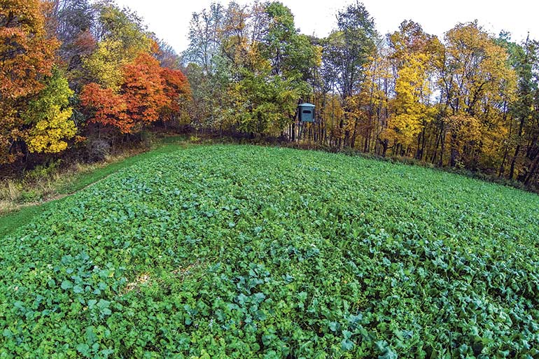 When to Plant Food Plots for Deer: Optimal Timing Guide